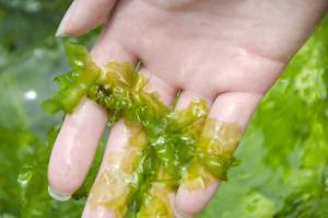 photo of hand holding seaweed